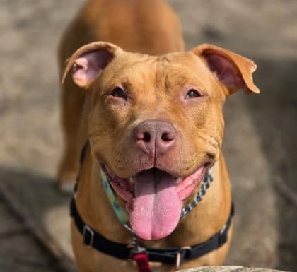 Stella - Mixed Breed, Large (over 44 lbs fully grown),Mix available for adoption at Toronto Humane Society in Toronto
