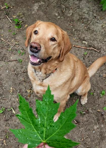 Maple - Mixed Breed, Medium (up to 44 lbs fully grown),Mix available for adoption
