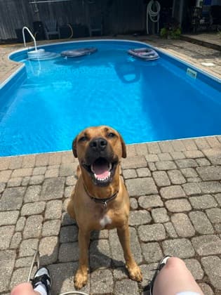 Rooby - Mixed Breed, Large (over 44 lbs fully grown),Mastiff available for adoption at Toronto Humane Society in Toronto