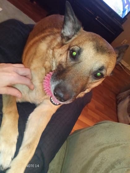 Lola - Mixed Breed, Large (over 44 lbs fully grown),Mix available for adoption at Toronto Humane Society in Toronto
