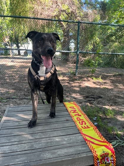 King - Mixed Breed, Medium (up to 44 lbs fully grown),Mix available for adoption