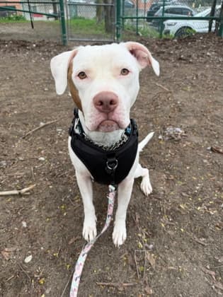 Arnold - Mixed Breed, Medium (up to 44 lbs fully grown),Mix available for adoption at Toronto Humane Society in Ontario