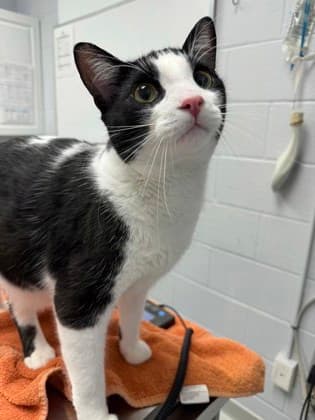 Polo - Domestic Shorthair,Mix cat available for adoption at Toronto Humane Society in Toronto