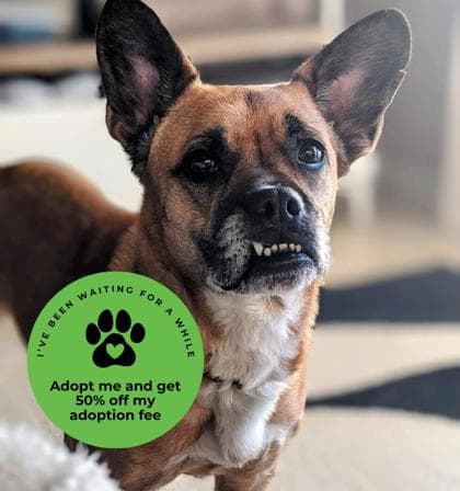 Juniper - Mixed Breed, Medium (up to 44 lbs fully grown),Mix available for adoption in Calgary