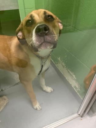 Clair - Mixed Breed, Large (over 44 lbs fully grown),Mix available for adoption at Toronto Humane Society in Toronto