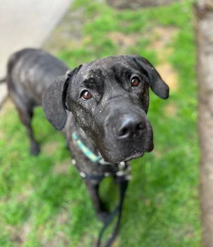 Lilith - Mixed Breed, Large (over 44 lbs fully grown),Mix available for adoption at Toronto Humane Society in Toronto
