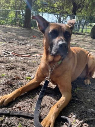 Kobe - Mixed Breed, Large (over 44 lbs fully grown),Mix available for adoption at Toronto Humane Society in Ontario