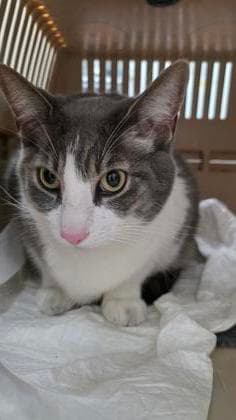 Toby - Domestic Shorthair,Mix cat available for adoption at Toronto Humane Society in Toronto
