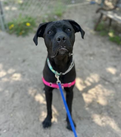 Sabrina Star - Mixed Breed, Large (over 44 lbs fully grown),Mix available for adoption at Toronto Humane Society in Ontario