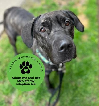 Lilith - Mixed Breed, Large (over 44 lbs fully grown),Mix available for adoption in Calgary