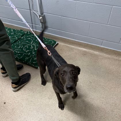 Molly - Mixed Breed, Medium (up to 44 lbs fully grown),Mix available for adoption at Toronto Humane Society in Toronto