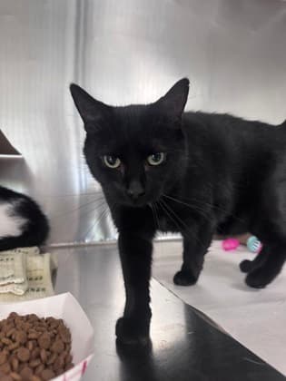 Belle - Domestic Shorthair,Mix cat available for adoption at Toronto Humane Society in Toronto