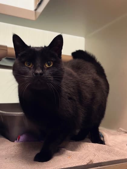 Virgil - Domestic Shorthair/Mix cat available for adoption in Calgary
