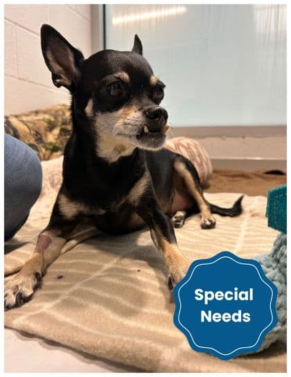 Elvis - Chihuahua, Short Coat/Mix available for adoption at Peterborough Humane Society in Peterborough