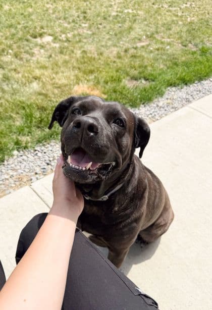 Coco - Mixed Breed, Large (over 44 lbs fully grown)/Mix available for adoption at Peterborough Humane Society in Peterborough