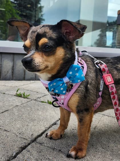Emilia - Chihuahua, Short Coat/Mix available for adoption at Peterborough Humane Society in Peterborough
