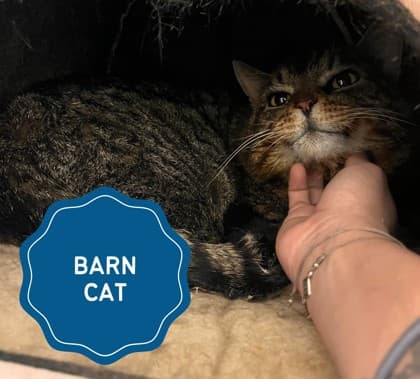 Travolta - Domestic Shorthair/Mix cat available for adoption in Calgary