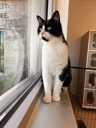 Carla - Domestic Shorthair/Mix cat available for adoption in Calgary
