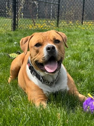 Cypher - Mixed Breed, Large (over 44 lbs fully grown)/Mix available for adoption in Calgary