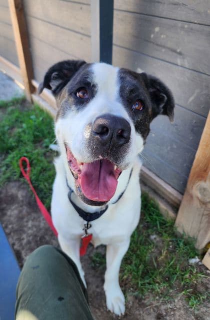 Ben - Mixed Breed, Large (over 44 lbs fully grown)/Mix available for adoption at Peterborough Humane Society in Peterborough