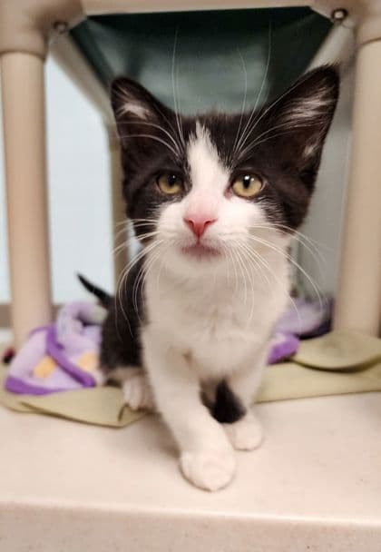 Lentil - Domestic Shorthair/Mix cat available for adoption at Peterborough Humane Society in Peterborough