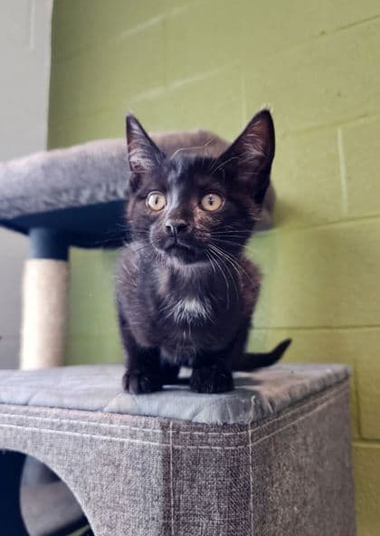 Rooster - Domestic Shorthair/Mix cat available for adoption at Peterborough Humane Society in Peterborough