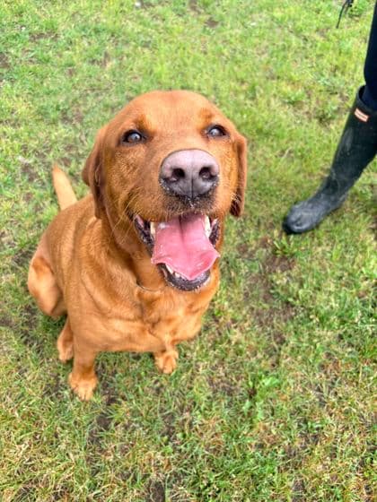 Copper - Retriever, Labrador/Mix available for adoption at Peterborough Humane Society in Peterborough