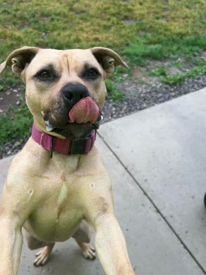 Bella - Mixed Breed, Medium (up to 44 lbs fully grown)/Mix available for adoption at Peterborough Humane Society in Peterborough