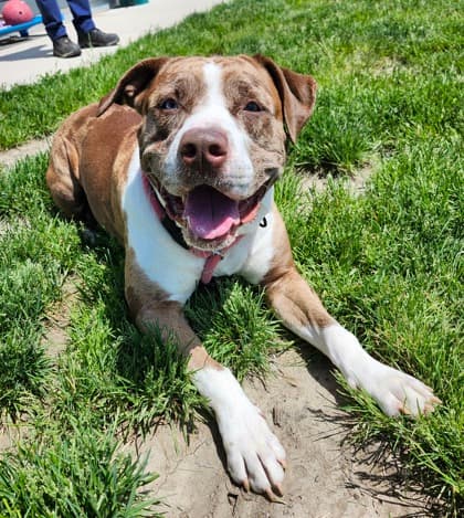 Cardamom - Mixed Breed, Large (over 44 lbs fully grown)/Mix available for adoption at Peterborough Humane Society in Peterborough