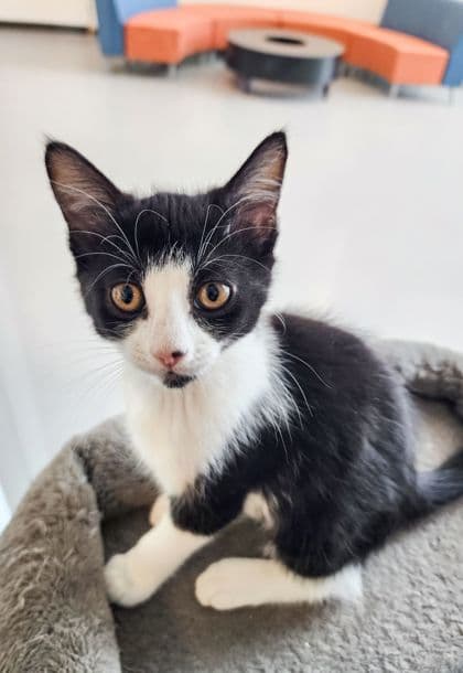 Lottie - Domestic Shorthair/Mix cat available for adoption at Peterborough Humane Society in Peterborough