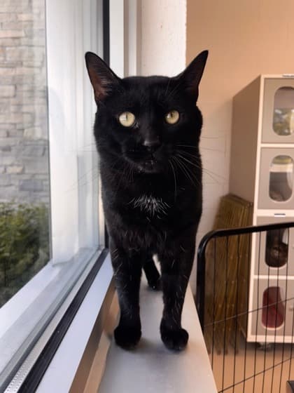 Rich - Domestic Shorthair/Mix cat available for adoption at Peterborough Humane Society in Peterborough