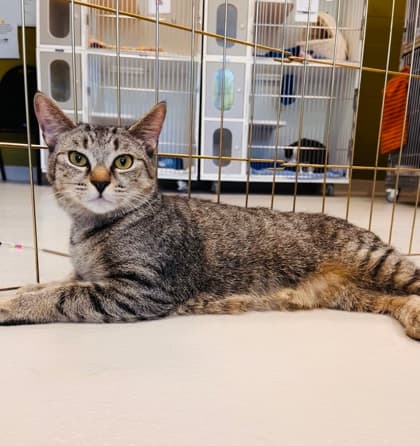 Anna - Domestic Shorthair/Mix cat available for adoption in Calgary