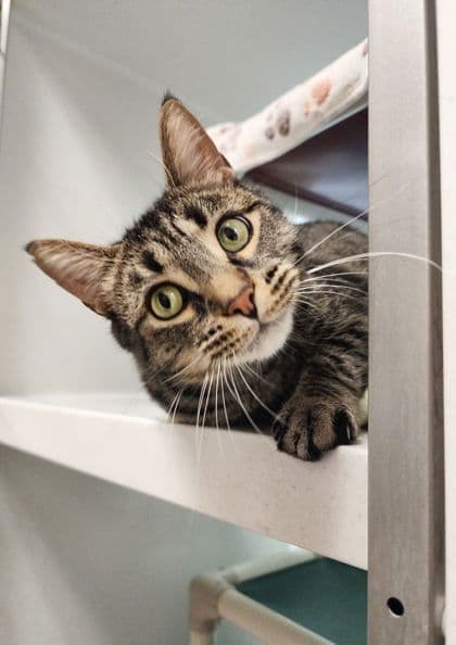 Bennedict - Domestic Shorthair/Mix cat available for adoption in Calgary