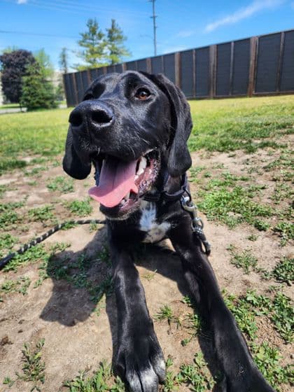 Cody - Mixed Breed, Large (over 44 lbs fully grown)/Mix available for adoption at Peterborough Humane Society in Peterborough