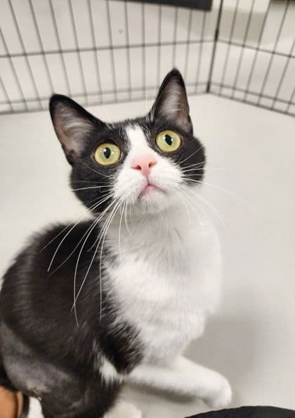 Domino - Domestic Shorthair/Mix cat available for adoption in Calgary