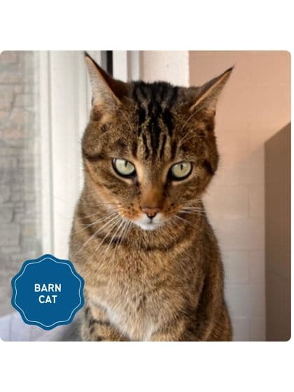 Brutus - Domestic Shorthair/Mix cat available for adoption in Calgary