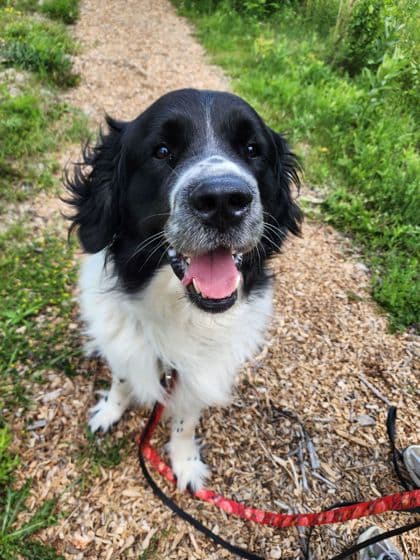 Hoagie - Mixed Breed, Large (over 44 lbs fully grown)/Mix available for adoption at Peterborough Humane Society in Peterborough