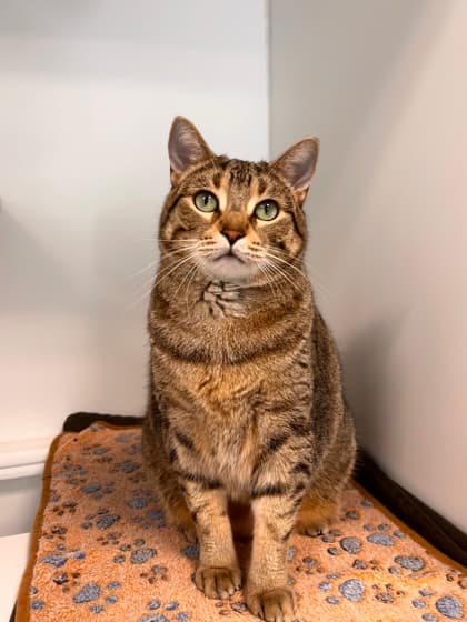 Tiffany - Domestic Shorthair/Mix cat available for adoption at Peterborough Humane Society in Peterborough