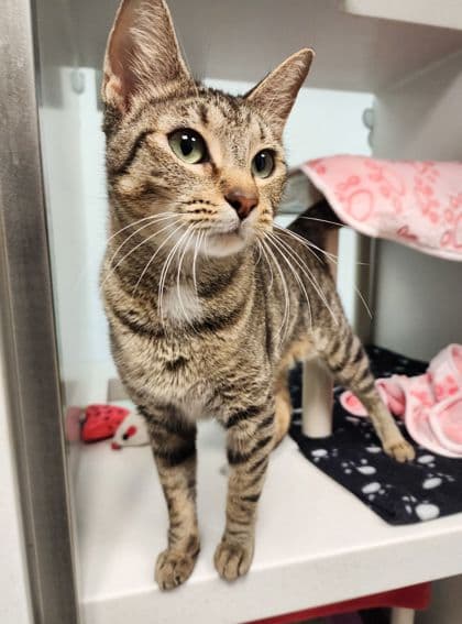 Lila - Domestic Shorthair/Mix cat available for adoption in Calgary