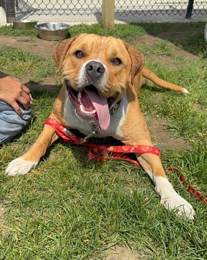 Goober - Mixed Breed, Large (over 44 lbs fully grown)/Mix available for adoption