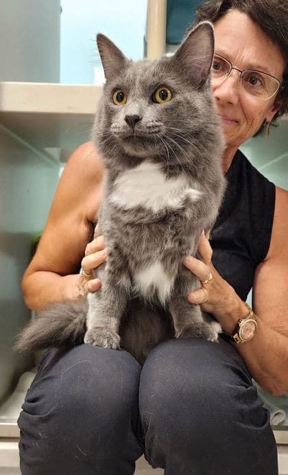 Tupper - Domestic Medium Hair/Mix cat available for adoption in Calgary