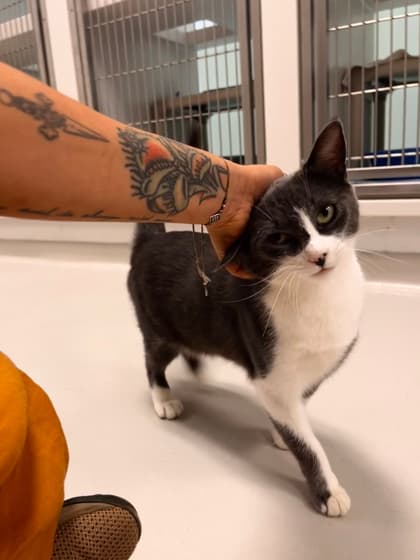 Lolly - Domestic Shorthair/Mix cat available for adoption in Calgary