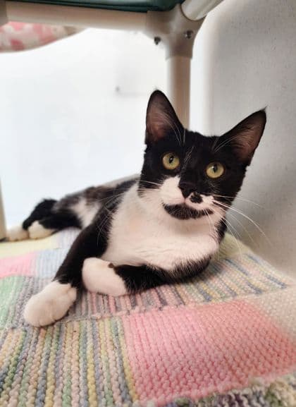 Beans - Domestic Shorthair/Mix cat available for adoption at Peterborough Humane Society in Peterborough