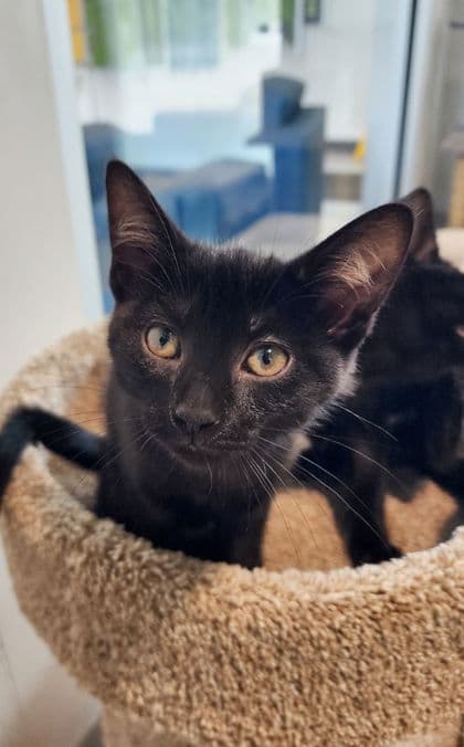 Cluck - Domestic Shorthair/Mix cat available for adoption at Peterborough Humane Society in Peterborough
