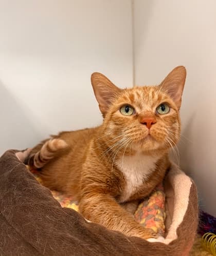 Shania Twain - Domestic Shorthair/Mix cat available for adoption in Calgary