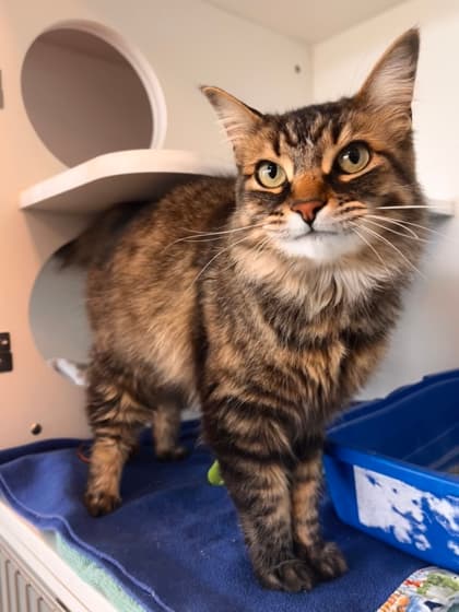 Jetta - Domestic Longhair/Mix cat available for adoption in Calgary