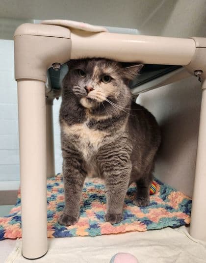 Faith Hill - Domestic Shorthair/Mix cat available for adoption in Calgary