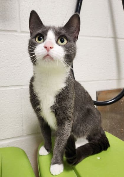 Dolly Parton - Domestic Shorthair/Mix cat available for adoption in Calgary