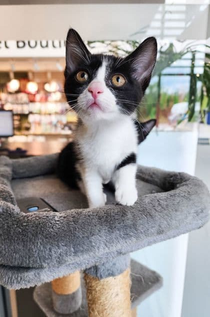 Raven - Domestic Shorthair/Mix cat available for adoption at Peterborough Humane Society in Peterborough