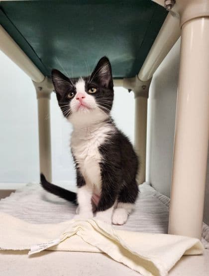 Navy - Domestic Shorthair/Mix cat available for adoption at Peterborough Humane Society in Peterborough